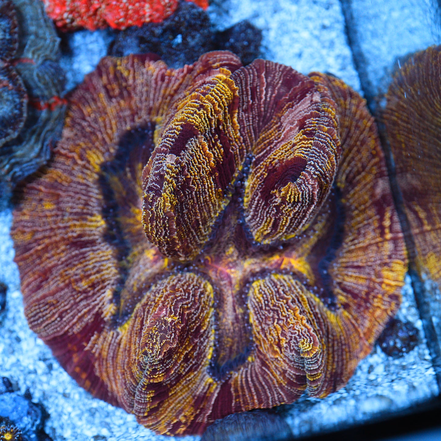 WYSIWYG Kamikaze Trachyphyllia LPS Coral - SHOW SIZE