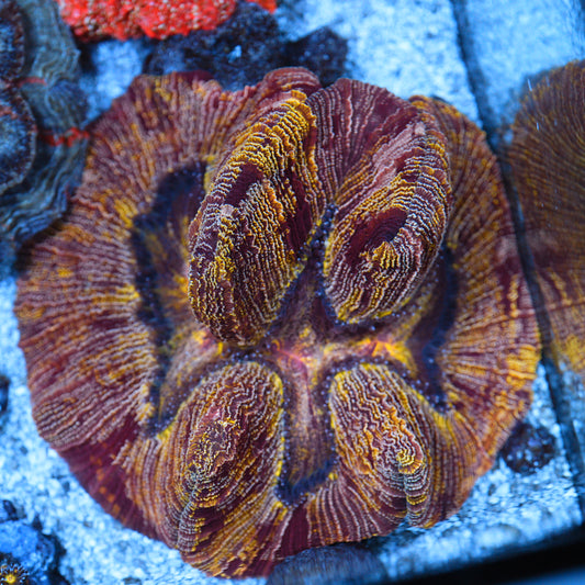 WYSIWYG Kamikaze Trachyphyllia LPS Coral - SHOW SIZE