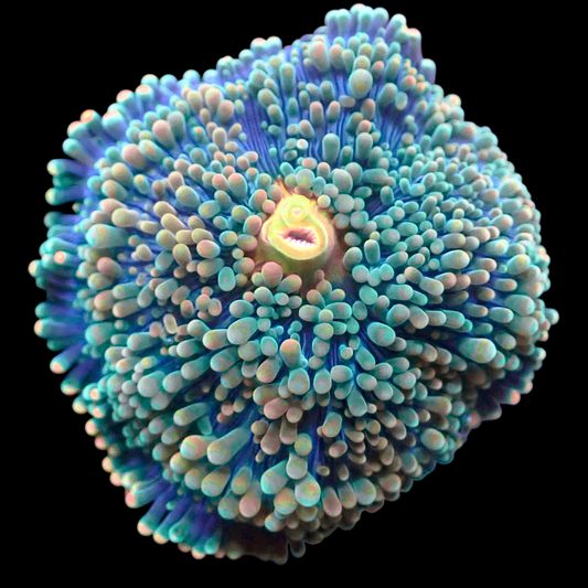 WYSIWYG Blazing Skies Yuma Mushroom Soft Coral