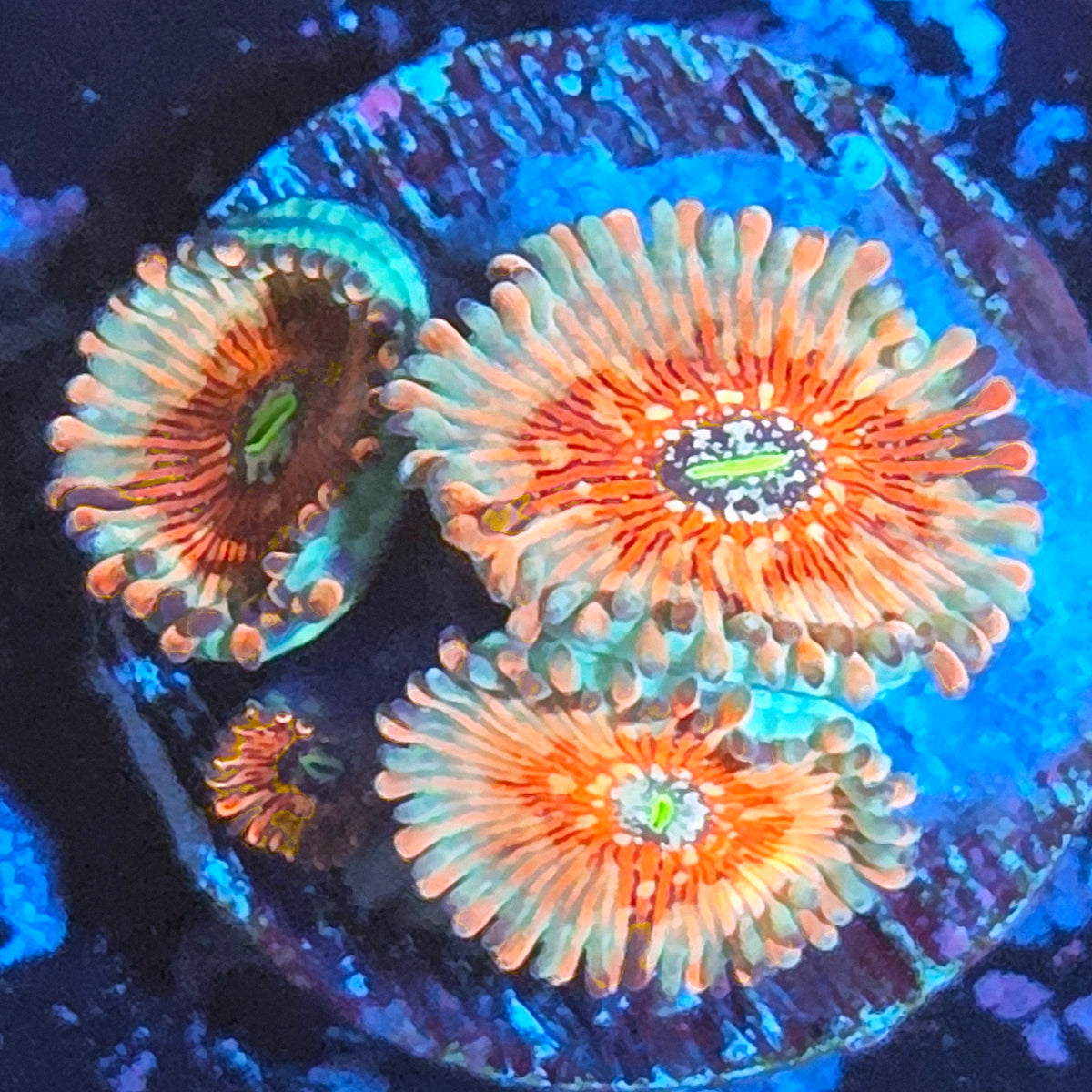WYSIWYG White Zombie Zoanthids Frag #2
