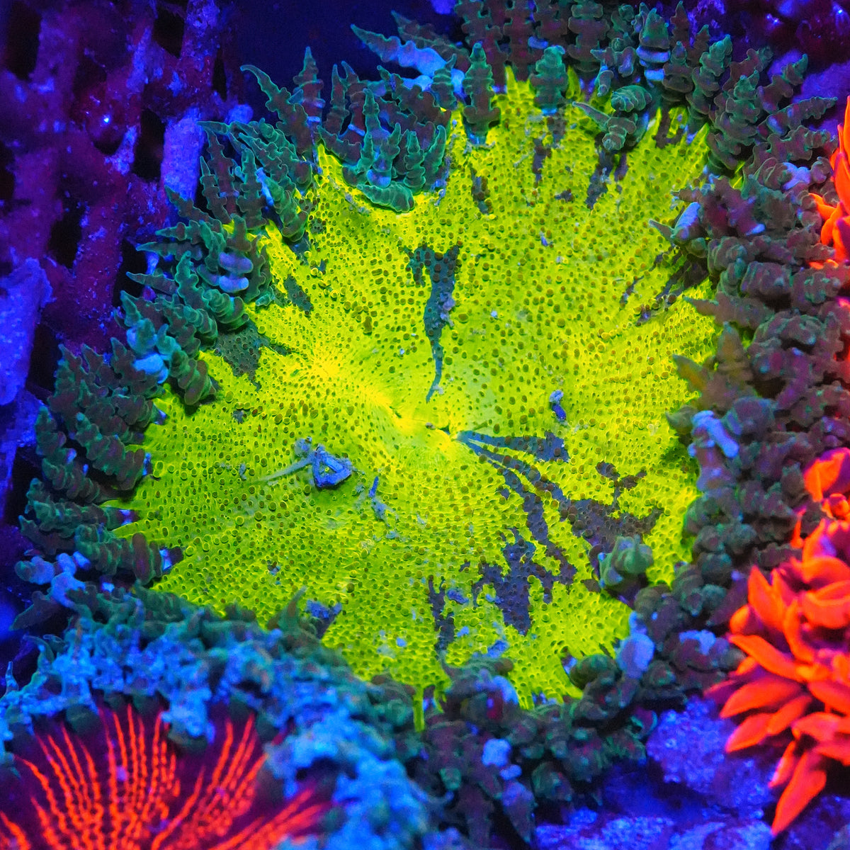 WYSIWYG Ultra Rock Flower Anemone (Lemon Lime)