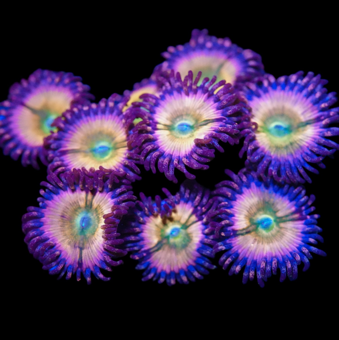 CB Rainbow Infusion Zoanthids (CUT TO ORDER)