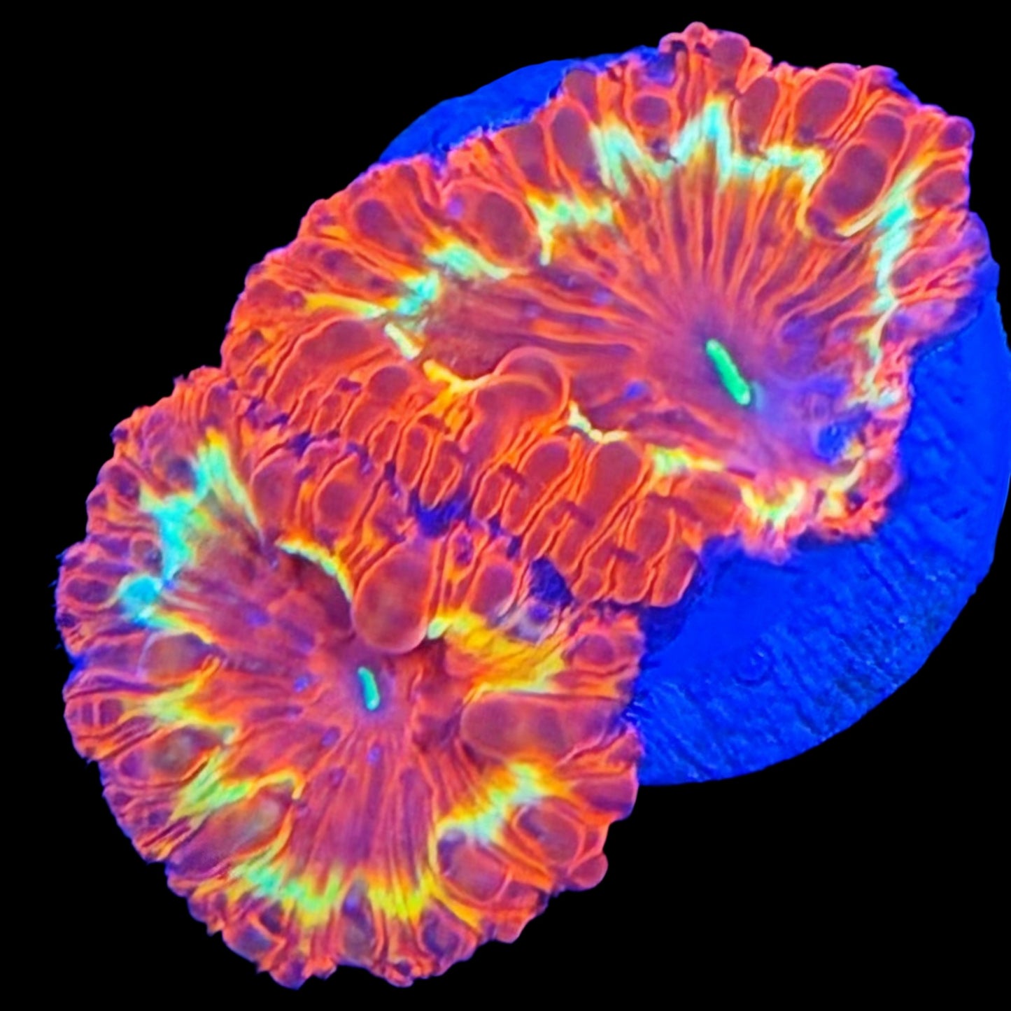 WYSIWYG Ring of Fire Blastomussa LPS Coral Frag
