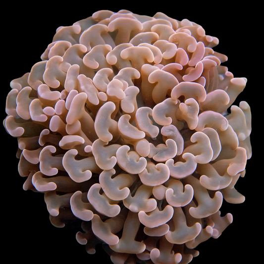 WYSIWYG Aussie Wall Hammer LPS Coral (M)