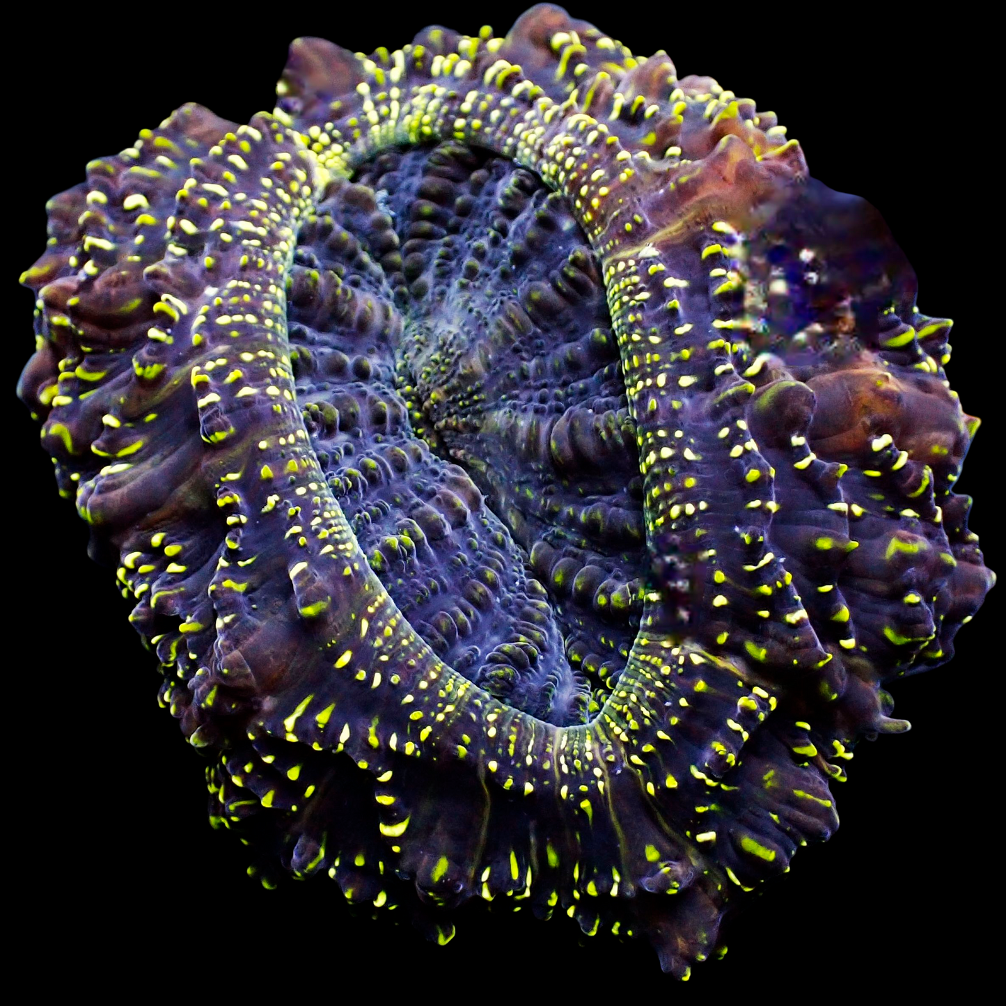 WYSIWYG Gold Glitter Acanthophyllia (SM)