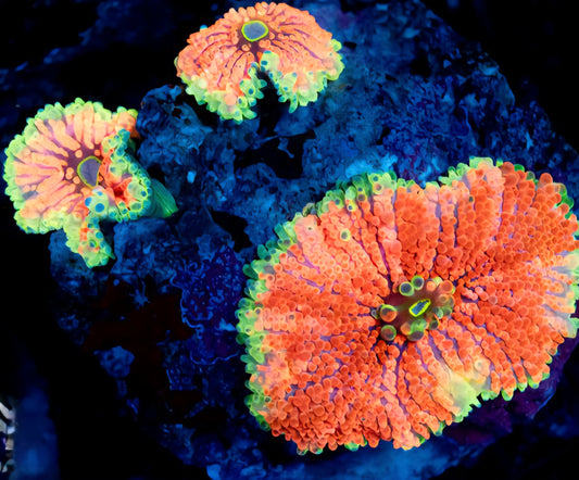 WYSIWYG Watermelon Yuma Mushroom Soft Coral Colony