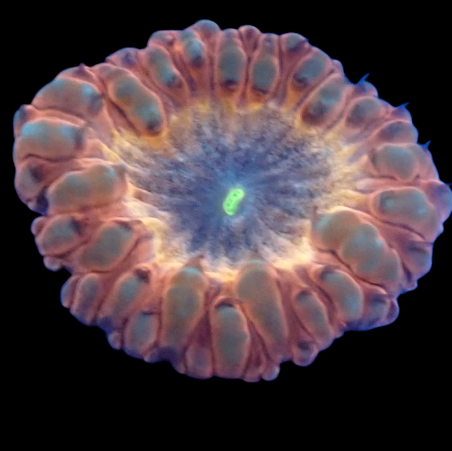 WYSIWYG Buttcrack Blastomussa LPS Coral