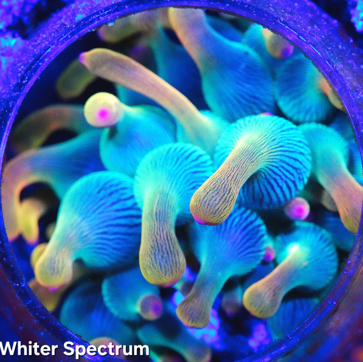WYSIWYG BTS Holy Grail Bubble Tip Anemone