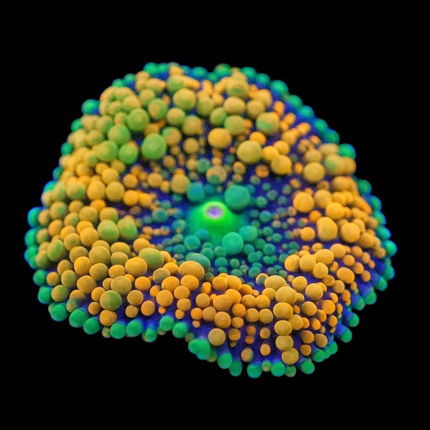 WYSIWYG Toxic Sunrise Ricordea Mushroom Soft Coral (SM)