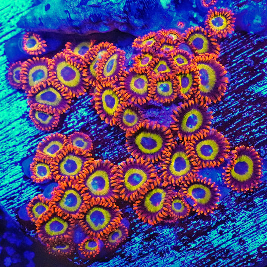 Blue Eyed Blondies Zoanthids Frag (CUT TO ORDER)