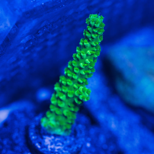 WYSIWYG Bali Green Slimer Acropora