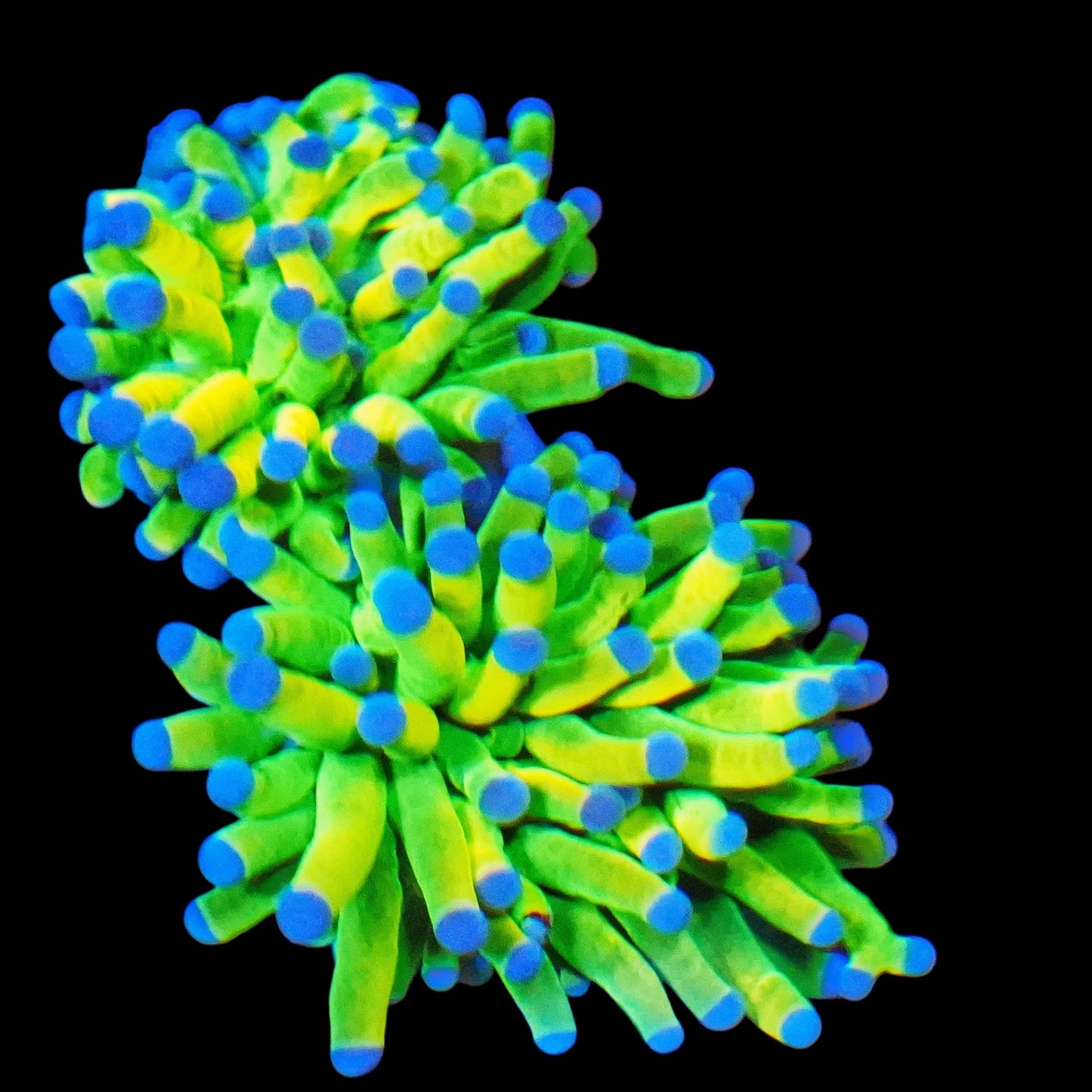 WYSIWYG Kalimantan Holy Grail Torch LPS Coral Frag (2H)