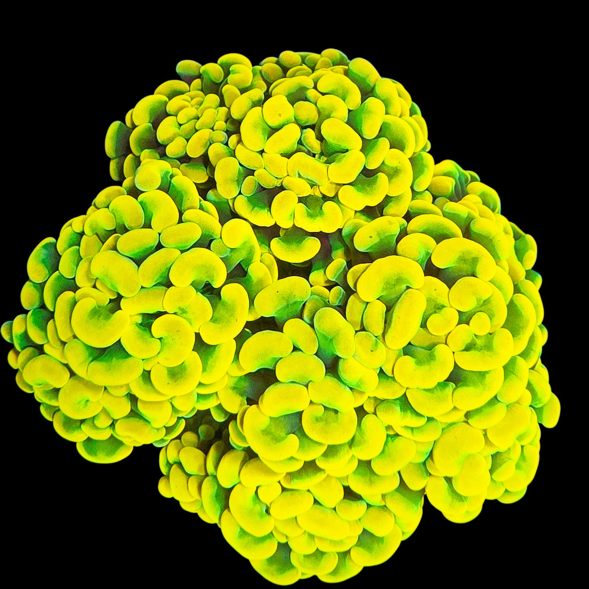 Willy Wonka Branching Hammer LPS Colony (2H)