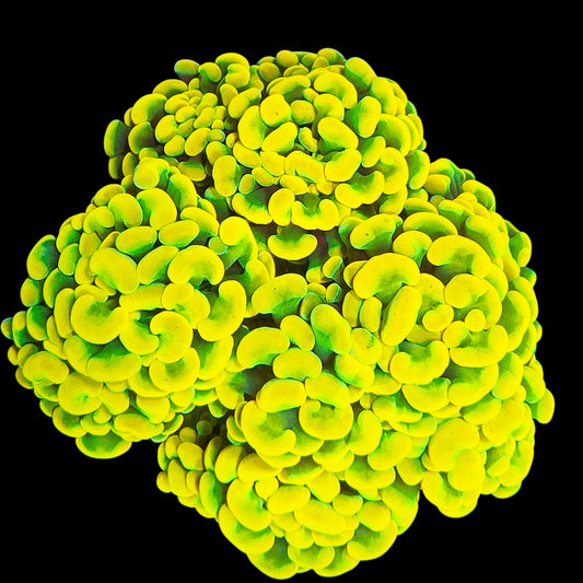 WYSIWYG Willy Wonka Branching Hammer LPS Colony (10H+)