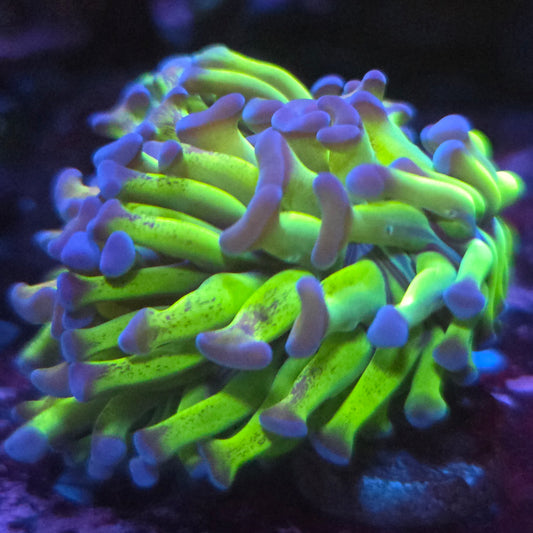 WYSIWYG Branching Hammer LPS Frag