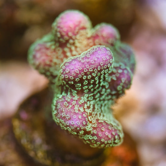 WYSIWYG Rainbow Stylophora Frag