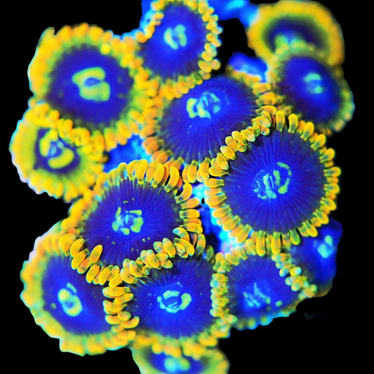 Rainbow Yoda Zoanthids Frag (CUT TO ORDER)