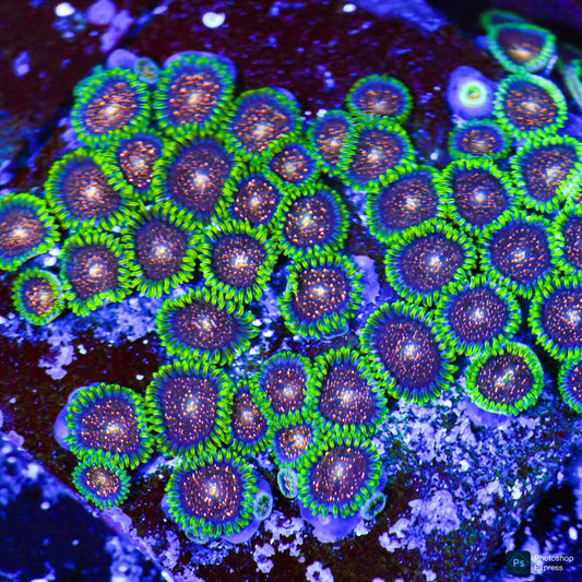 Comet Combustion Zoanthids (CUT TO ORDER Frag)