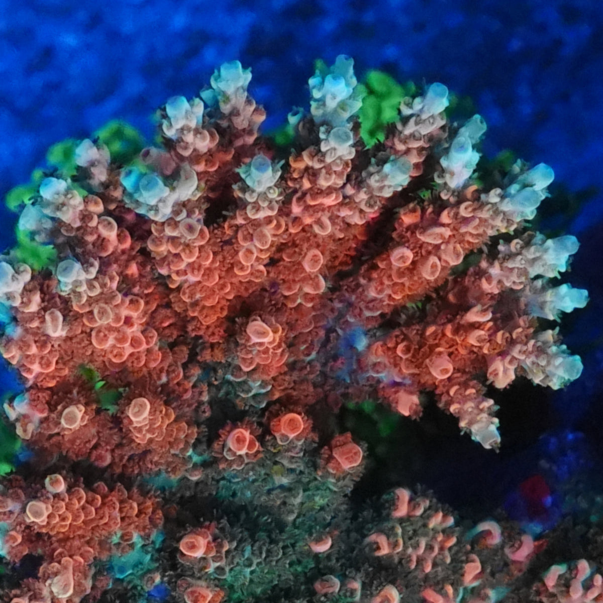 TSA Bill Murray Acropora - SPS Coral (CUT TO ORDER)