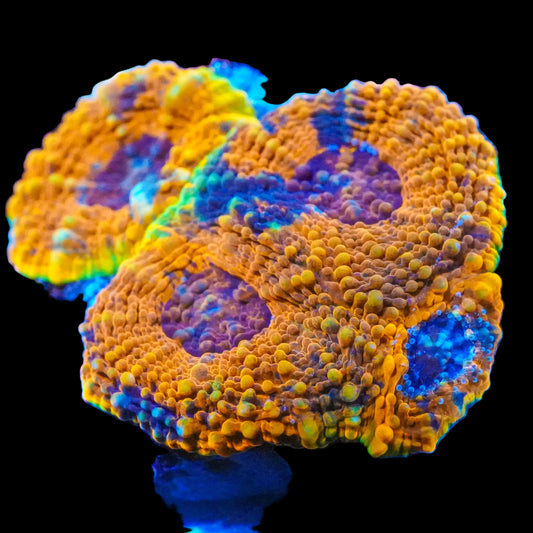 WYSIWYG Orange Crush Acanthastrea LPS Frag