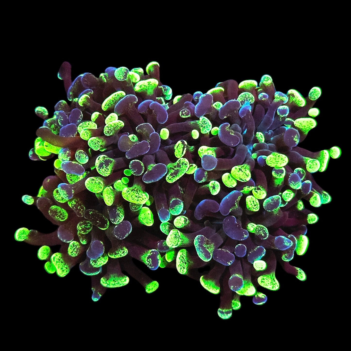 WYSIWYG Splatter Branch Hammer Colony LPS Coral (4H)