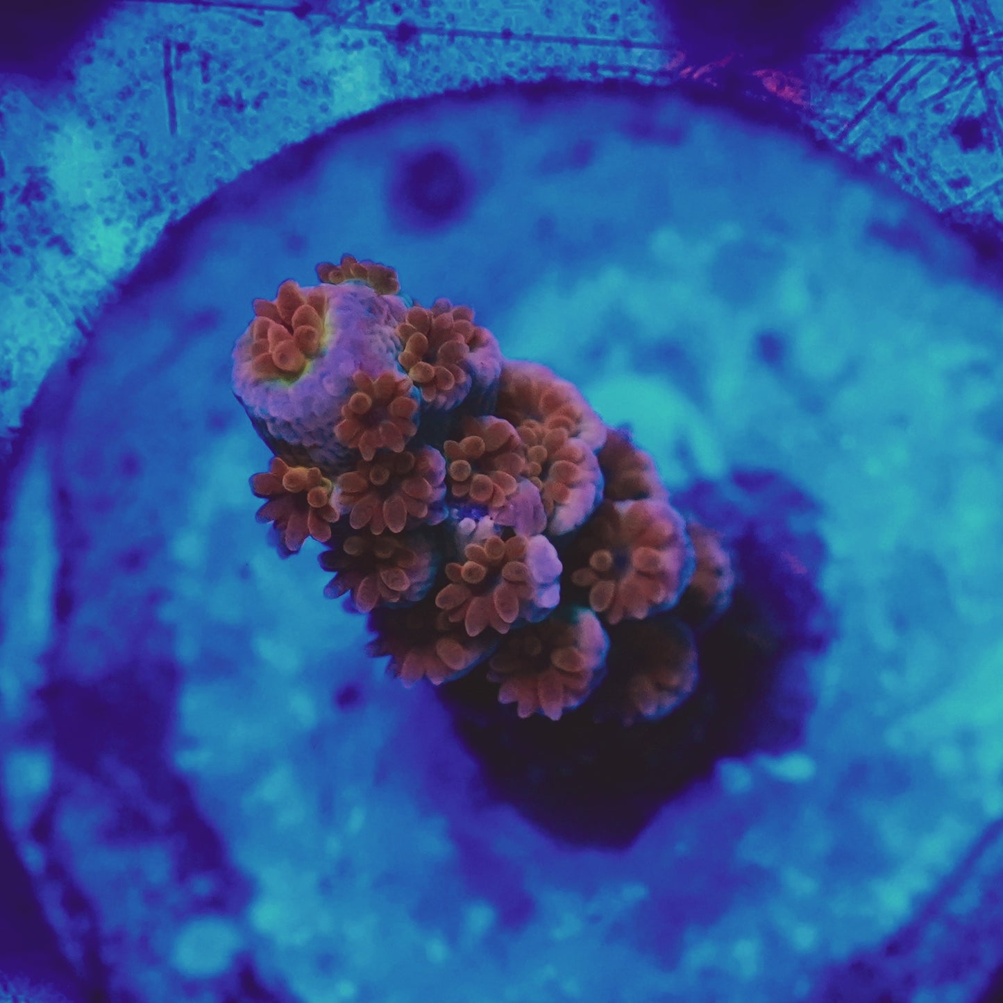 WYSIWYG Acropora Tenius SPS Frag (S)