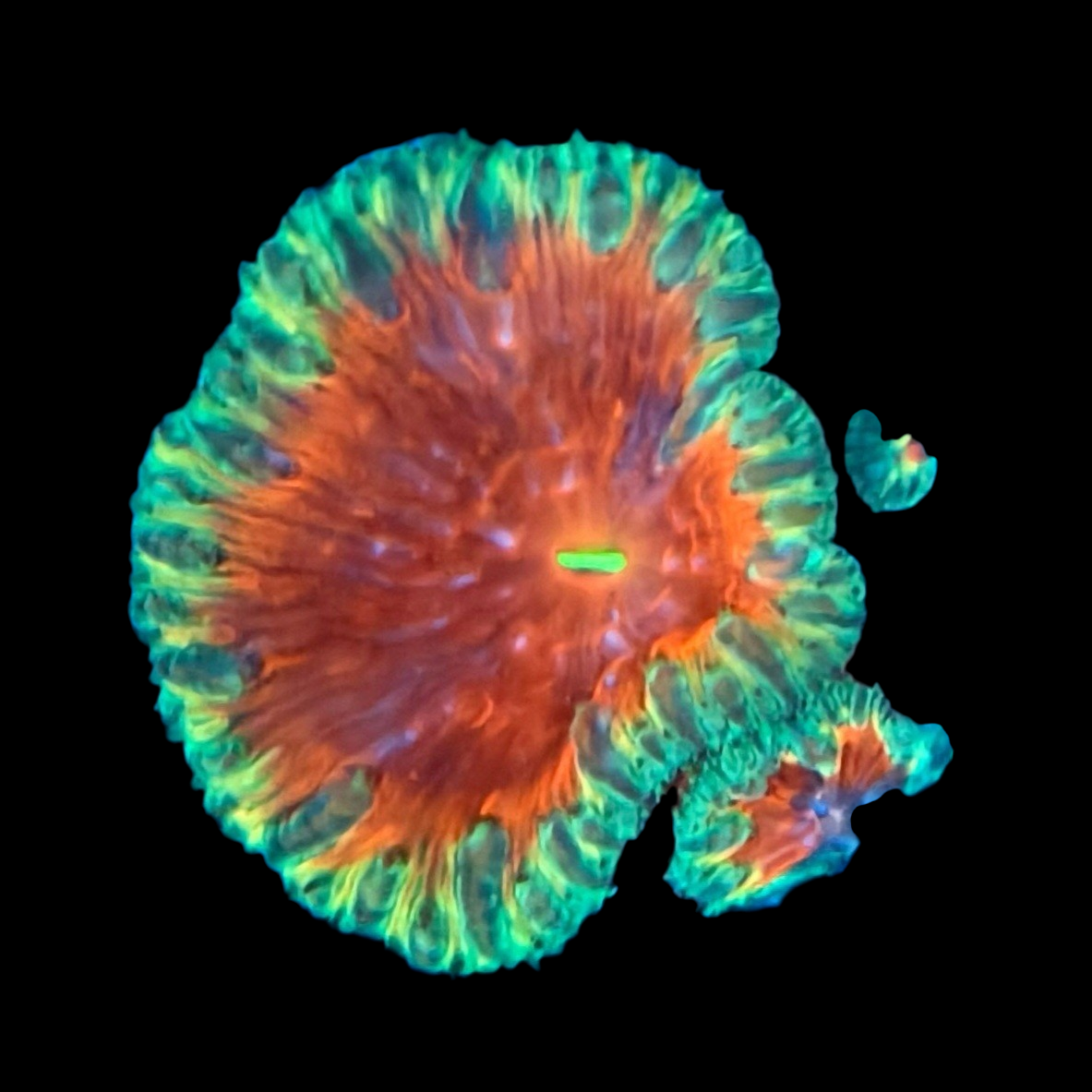 WYSIWYG Watermelon Slush Blastomussa LPS Coral