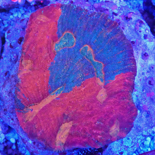 WYSIWYG Rainbow Parascolymia LPS Coral (L)