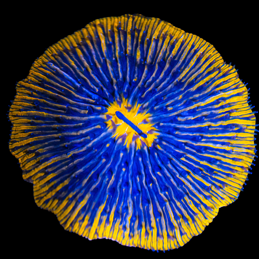 WYSIWYG Two Tone Fungia Plate LPS Coral (L)