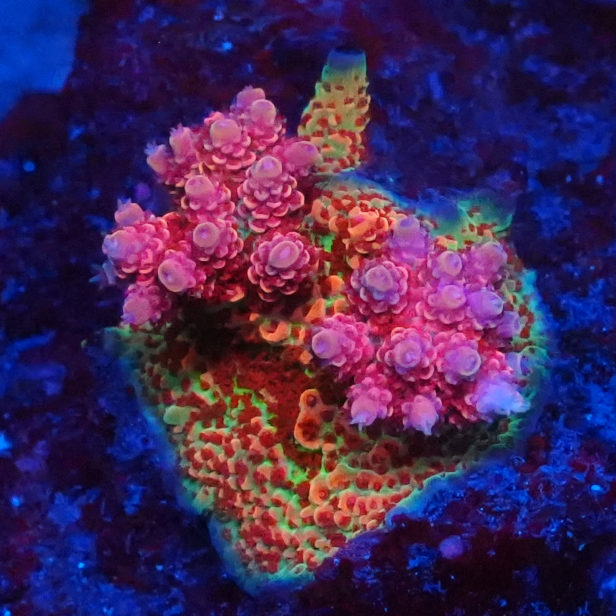 Princess Peach Acropora Frag - SPS Coral (CUT TO ORDER)