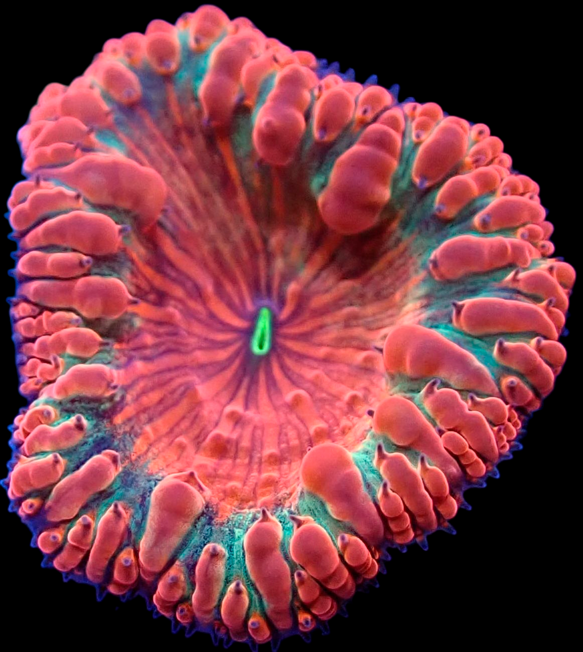 WYSIWYG Tropic Blast Blastomussa LPS Coral Frag