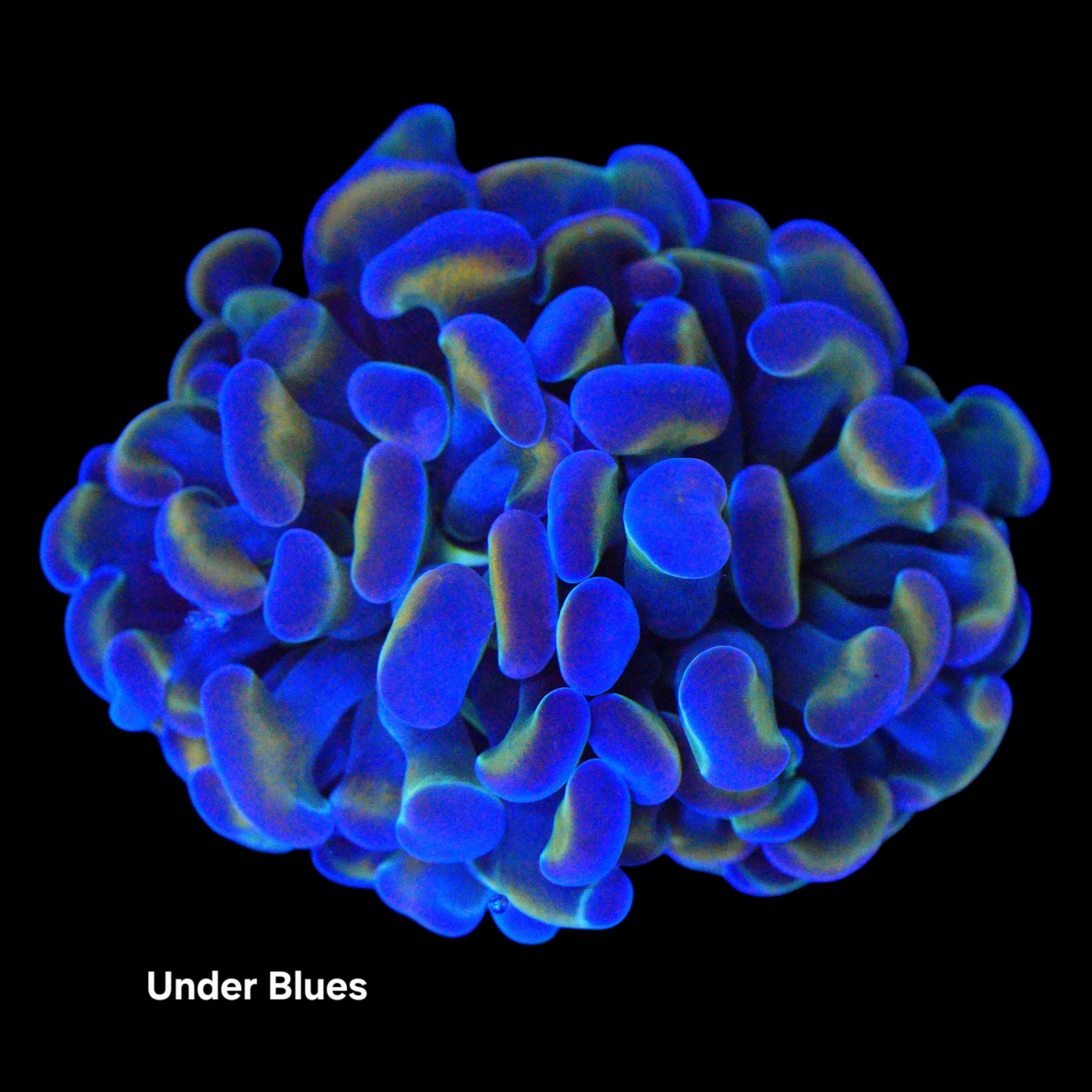 WYSIWYG Scorpion Branching Hammer LPS Frag