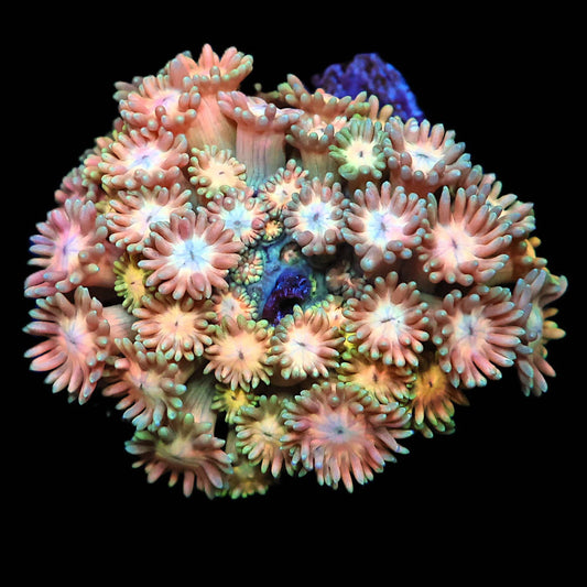 WYSIWYG SDC Rainbow Goniopora LPS Colony (SM)