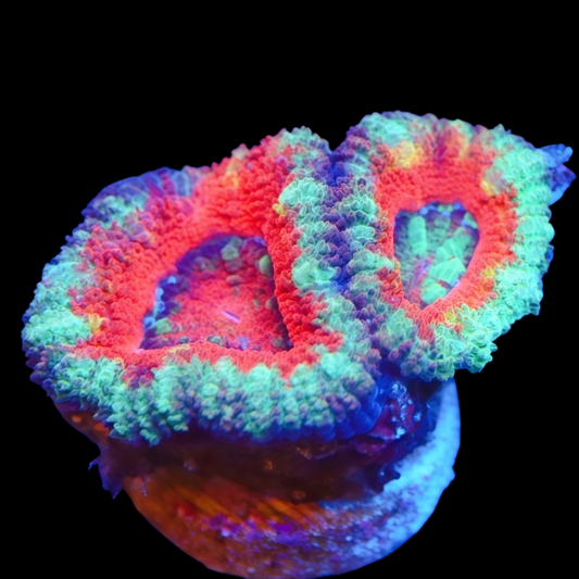 WYSIWYG Ultron Rainbow Acan LPS Frag