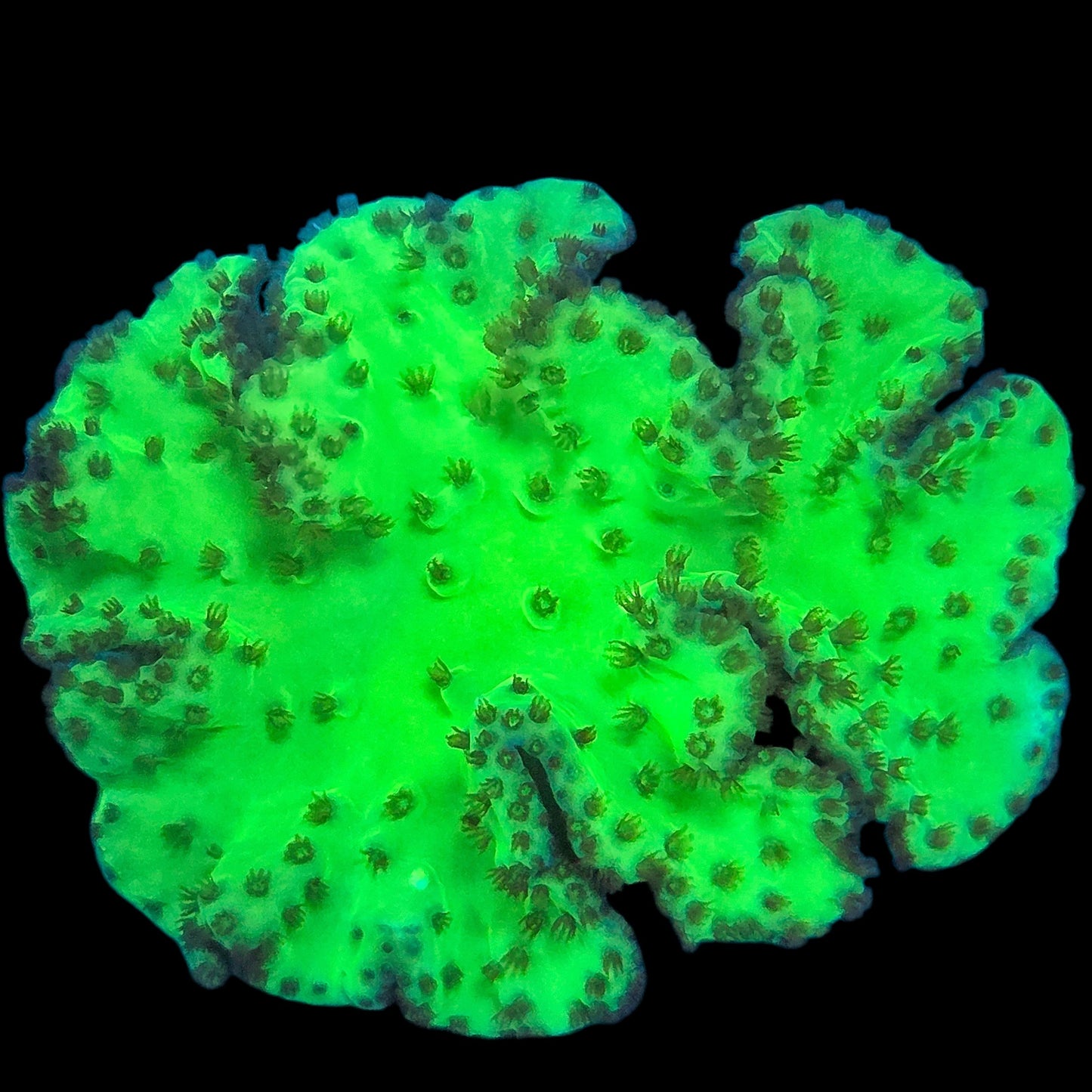 WYSIWYG UC Toxic Green Cabbage Leather Coral