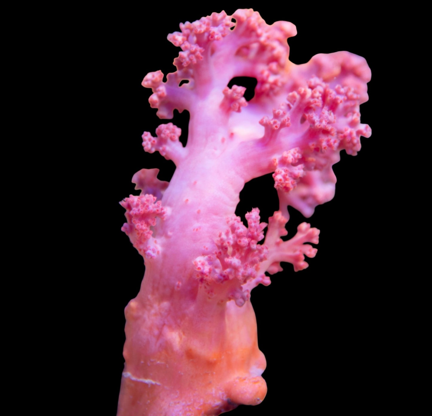 WYSIWYG Red Silk Leather Coral