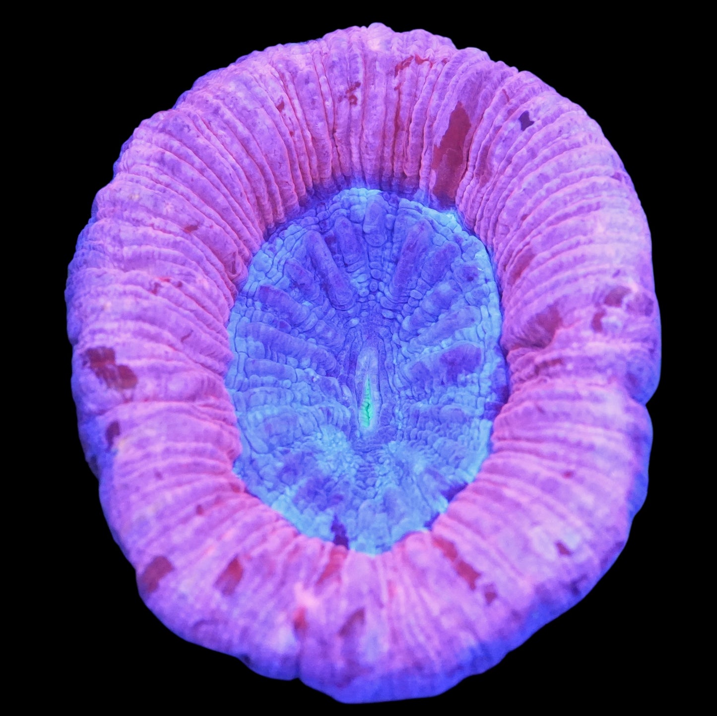 WYSIWYG Aussie Blurple Trachyphyllia LPS Coral