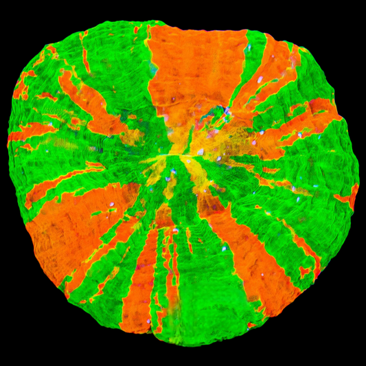 WYSIWYG - Aussie Bleeding Apple Scolymia Australis (M)