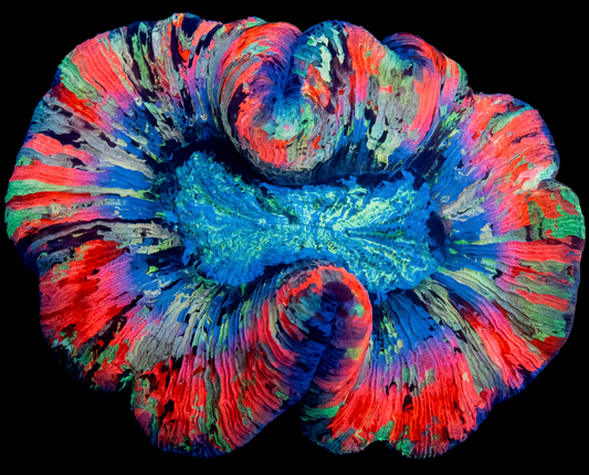 WYSIWYG Galactic Mirage Trachyphyllia LPS Coral (L)