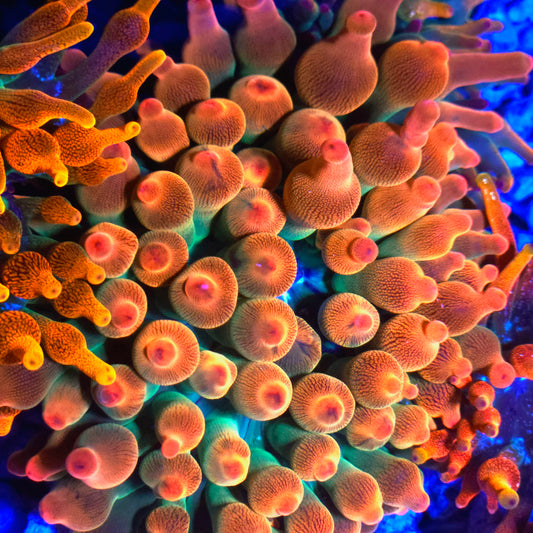 WYSIWYG QCR Rainbow Bubble Tip Anemone