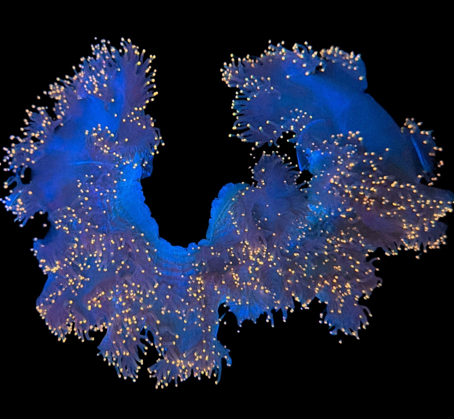 WYSIWYG Neon Orange Tip Elegance LPS Coral Colony (XL)