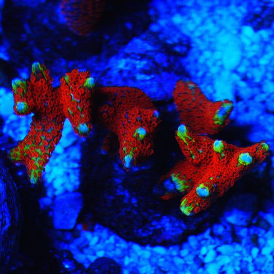 WYSIWYG Bubblegum Montipora Digitata Coral Frag (L)