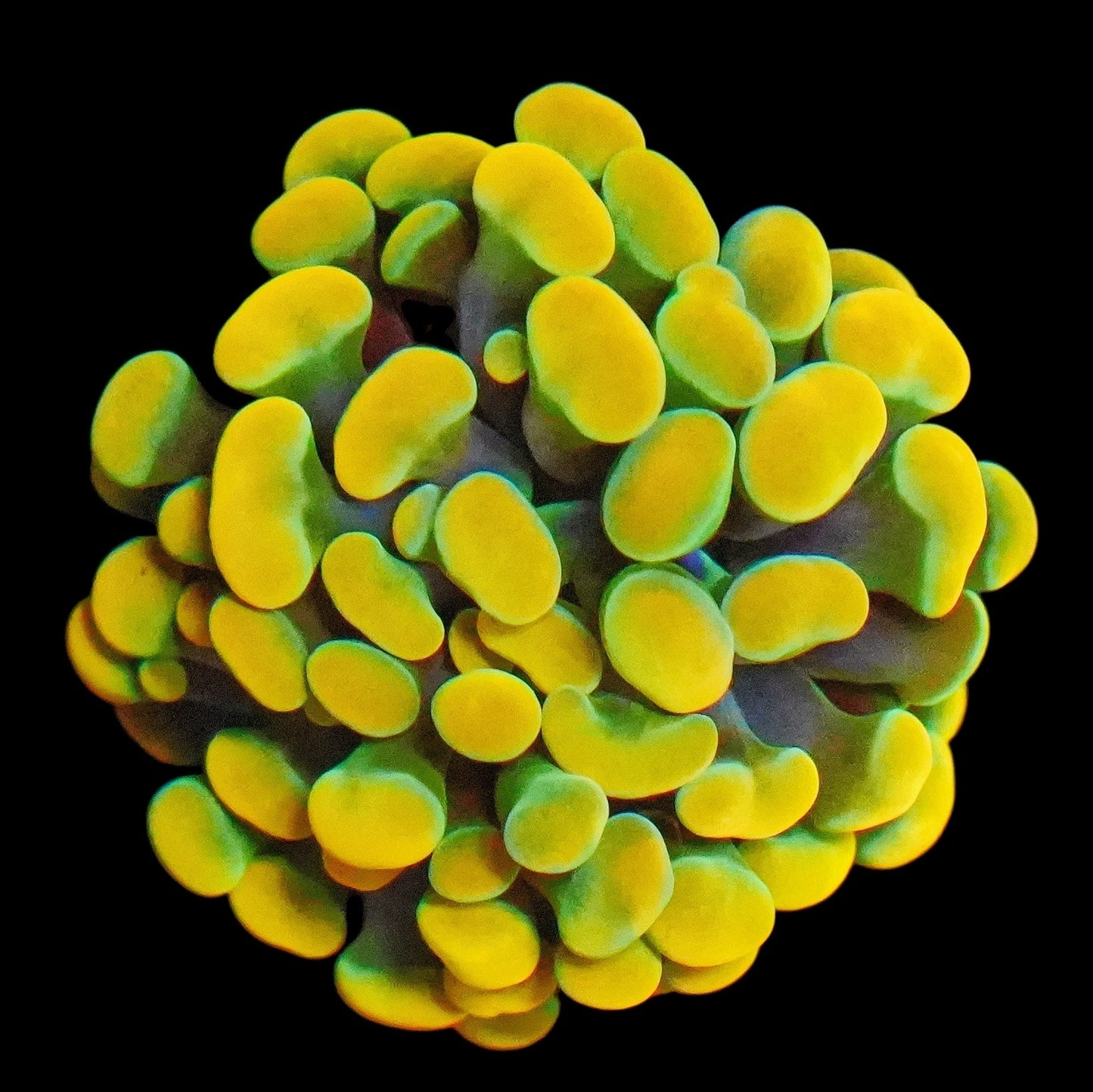 WYSIWYG Holy Grail Branching Hammer LPS Coral Frag