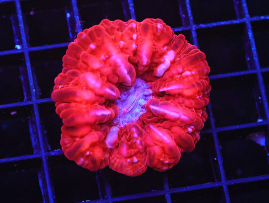 WYSIWYG - Indo Queen Of Hearts Cynarina LPS Coral
