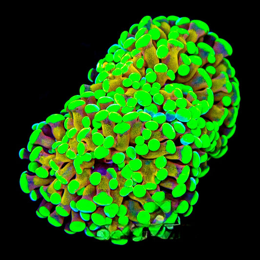 WYSIWYG ECC Yellow Geek Branching Hammer Frag