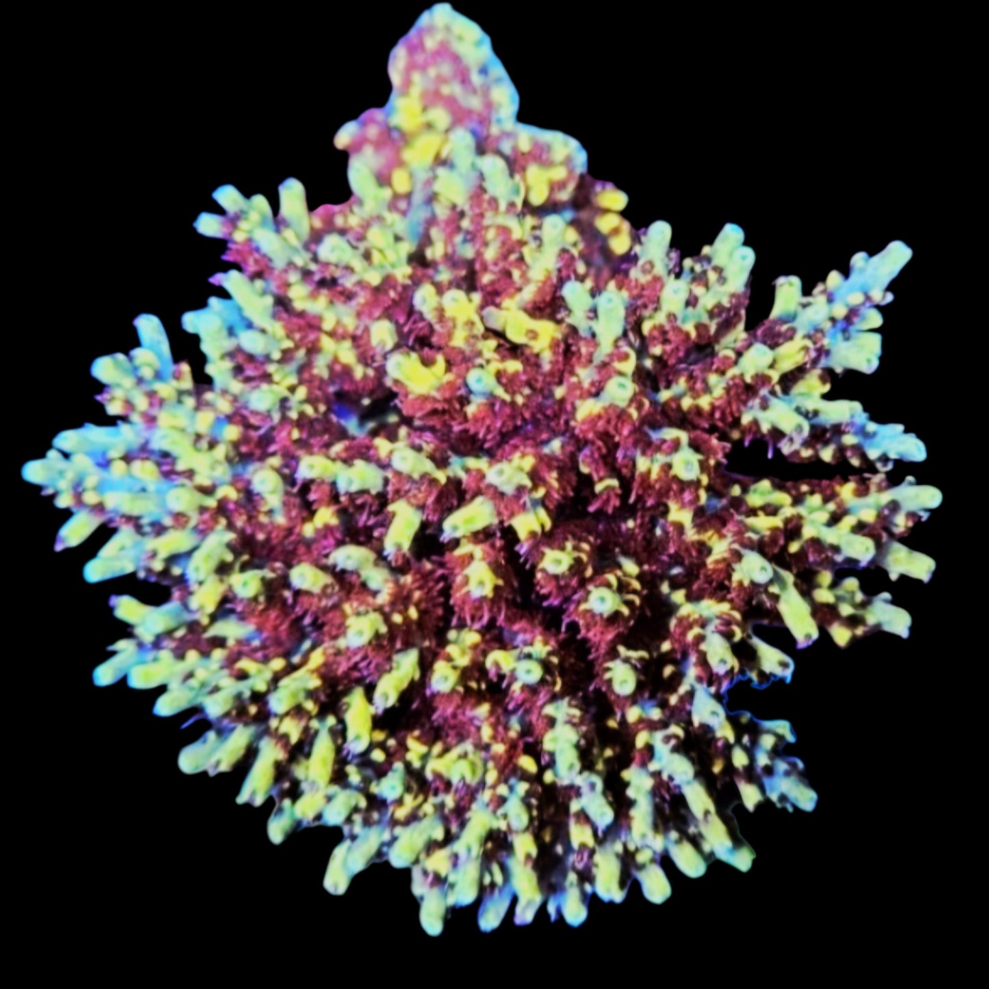 WWC Afterparty Acropora Frag - SPS Coral (Cut to Order)