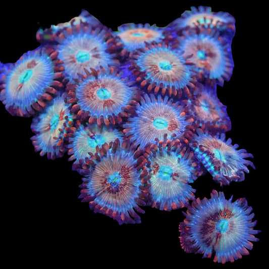 White Zombie Zoanthids Frag (CUT TO ORDER)