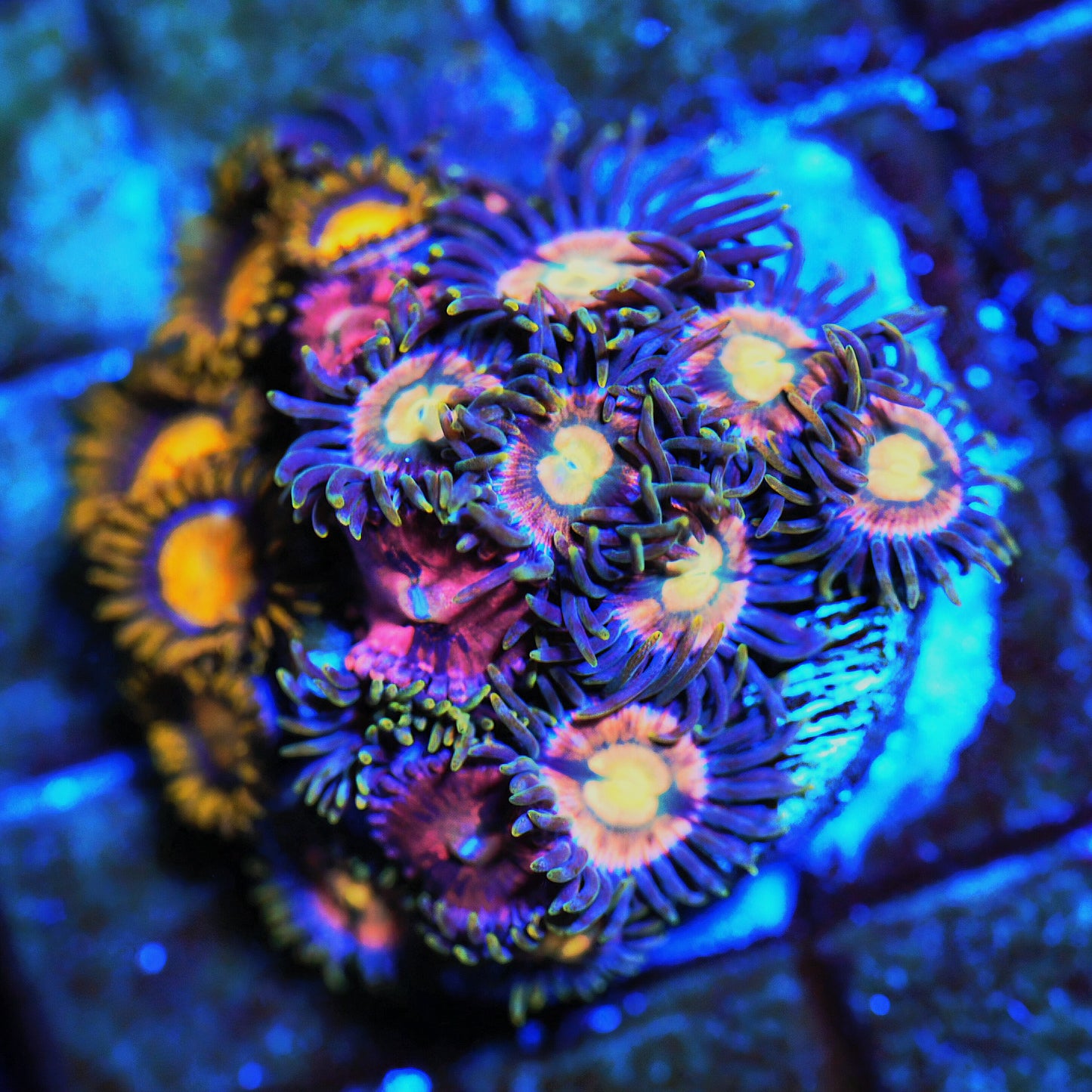 WYSIWYG Zoanthids Combo Frag