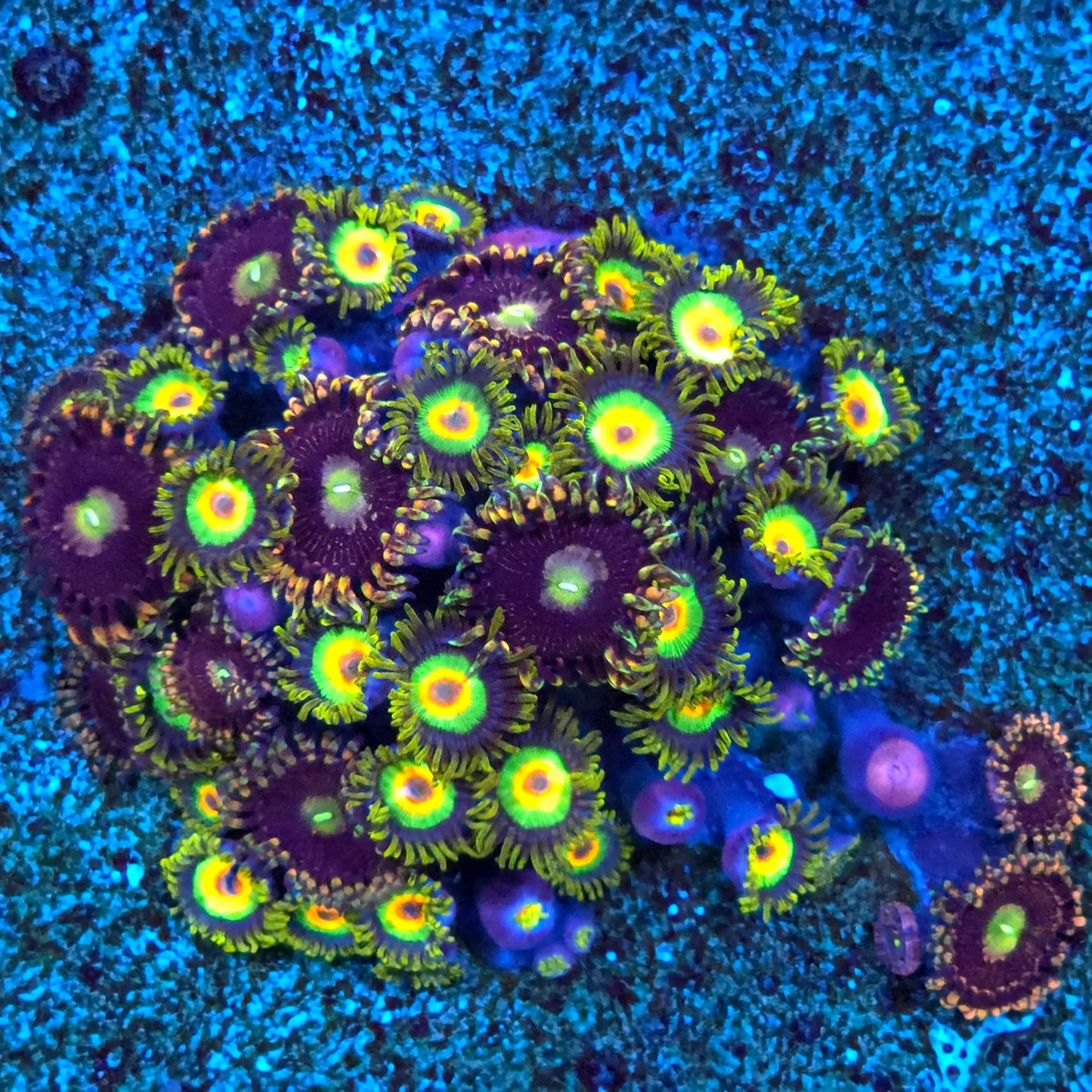 WYSIWYG Zoanthids Garden Plate (Rastas & Bozo Birthday)