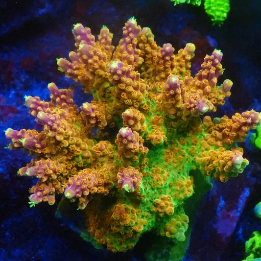 Rainbow Loom Acropora Frag - SPS Coral (CUT TO ORDER)